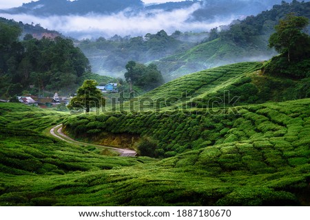 Tea Plantations At Cameron Highlands, Malaysia