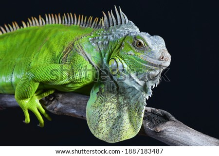 Big green iguana on isolated black background