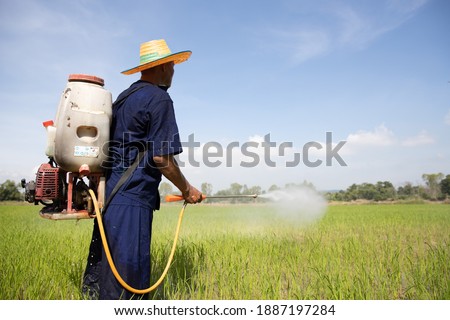 Senior Asian farmer sprayer herbicides on paddy fields. Man working on the rice field Agriculture real in Rural Scene Royalty-Free Stock Photo #1887197284