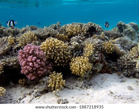 Coral reef with hard corals. Red Sea. Egypt