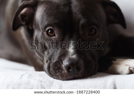 American pit bull terrier. Close up. 