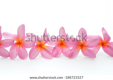 Frangipani flowers for border