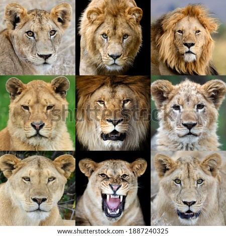 Close up collage of nine photos a Lion portrait