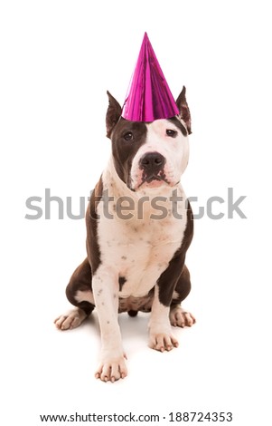 Baby American Staffordshire Terrier wearing a festive hat