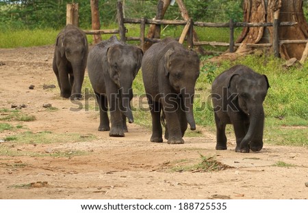A group of baby elephants at the Udawalawe Elephant Transit Home and Information Centre Department of Wildlife Conservation Sri Lanka. Royalty-Free Stock Photo #188725535