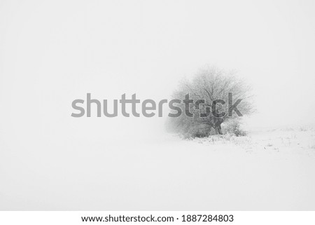 Simply Winter Image  . Single tree at the snowy field . Foggy Winter Day 