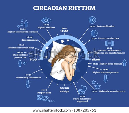 CIRCADIAN-RHYTHM Stock Vector Images - Avopix.com