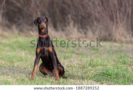 Brown color Doberman Pinscher dog in the park Royalty-Free Stock Photo #1887289252