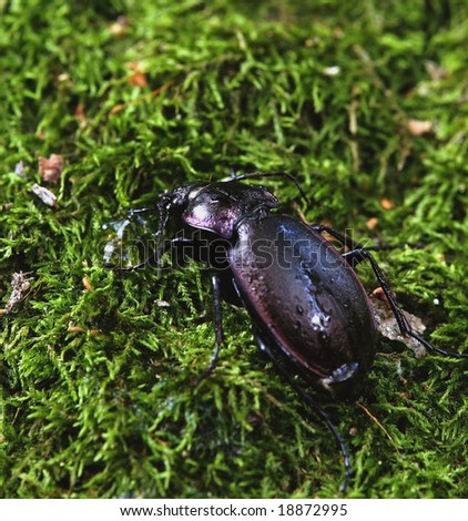 ground beetle, carabus