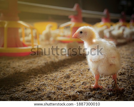 The little chicken in the smart farming. The animals farming business picture with yellow light