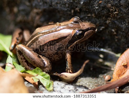 Tiny Australian Striped Marsh Frog with Golden Eyes  Royalty-Free Stock Photo #1887313351