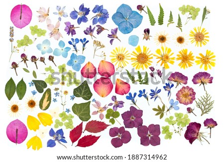dry plants, herbarium on white isolated background. petals, flowers, leaves, inflorescences. Royalty-Free Stock Photo #1887314962