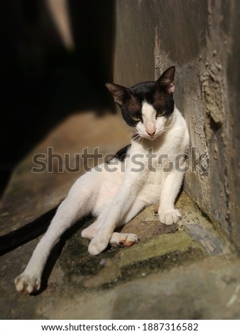 A cute black and white cat when he is relaxing