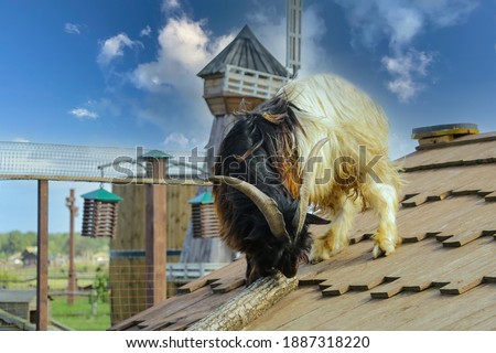 The goat walks on the roof of a small building