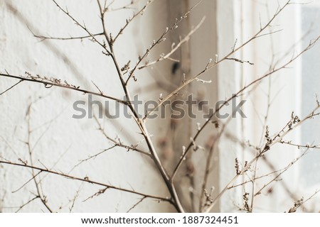 Still-life. photo of a dry branch on the background of the old vintage window.
