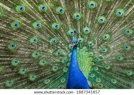 The Indian peafowl or blue peafowl, Pavo cristatus is a large and brightly coloured bird, is a species of peafowl native to South Asia, but introduced in many other parts of the world. Royalty-Free Stock Photo #1887341857