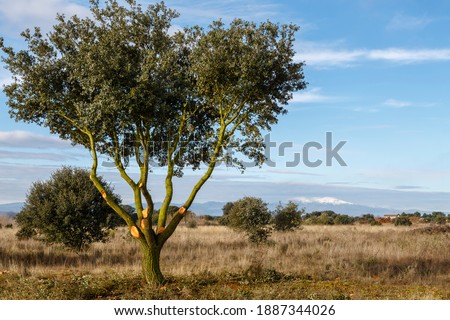 Rural landscape with holm oak after pruning. Quercus ilex. Jiménez de Jamuz, León, Spain.