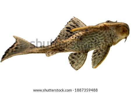 Pleco fish  isolated on white backgroun, cleaner fish 