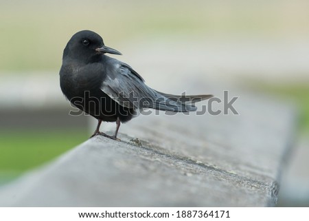 A Black Tern is standing on a fence rail. Point Pelee National Park, Leamington, Ontario, Canada. Royalty-Free Stock Photo #1887364171
