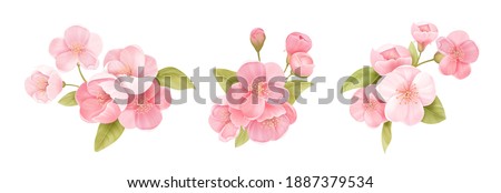 Spring sakura cherry blooming flowers bouquet. Isolated realistic pink petals, blossom, branches, leaves vector set. Design spring tree illustration Royalty-Free Stock Photo #1887379534