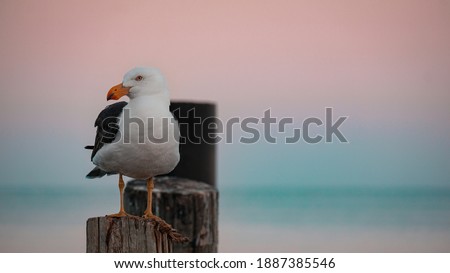 A Pacific Gull Resting On An Old Jetty In the Early Morning With Beautiful Pink Sunrise Colours