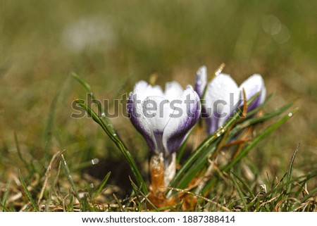 Spring flowers - white crocuses bloom in the park in April, a beautiful template for a web screensaver. Easter card design.