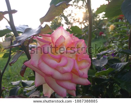 Summer rose in the garden