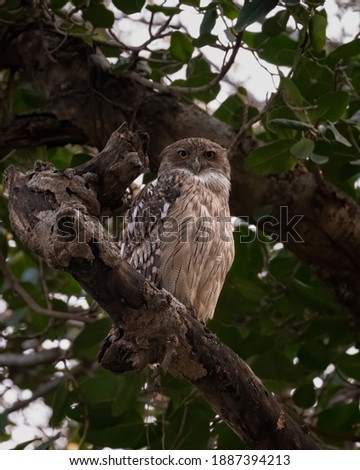 A large Brown Fish Owl (Ketupa zeylonensis), perched on a tree branch, in the forests of Ranthambore National Park in Rajasthan, India.