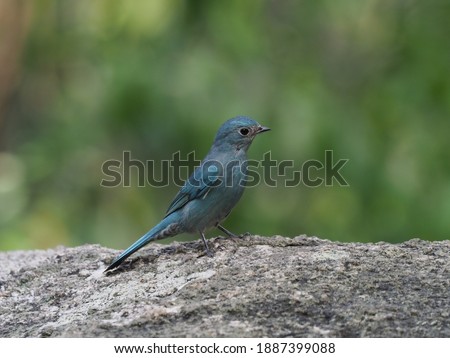 a beautiful, cute, little, blue male Verditer flycatcher on the brunch, on blurred bokeh background