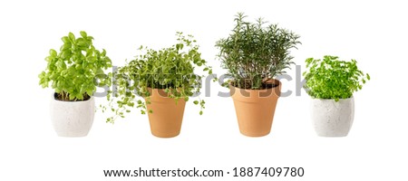 Potted aromatic food herbs collection for garden or home. Basil, rosemary, oregano, parsley plants in clay pots isolated on white background Royalty-Free Stock Photo #1887409780