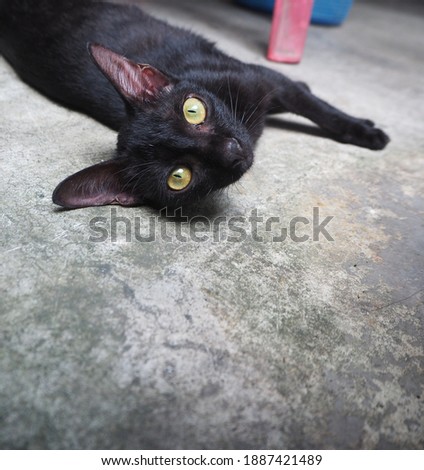 Black cat sleep in the morning sun.