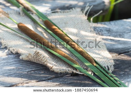 Typha as bulrush or reedmace, reed, cattail,or punks, cumbungi or bulrush, cattail, raupo cut to make medicine for traditional medicine Royalty-Free Stock Photo #1887450694