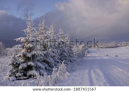 Winter landscape of snowy road near the woods covered with snow and hoarfrost on a cloudy day in Krimulda,Latvia