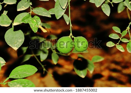 Two raw limbs hanging from the tree branch in the lemon garden, india