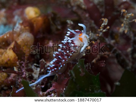 Orange-eyed nudibranch (Cratena capensis) underwater with wite body, darker cerata with white tips and two orange spots on its face