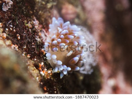 Silvertip nudibranch (Janolus capensis) closeup of it's front, light colour sea slug covered with cerata