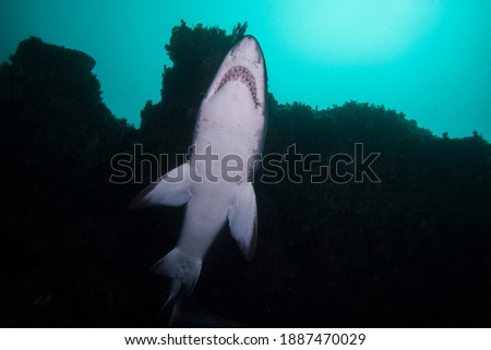 Sand tiger shark, grey nurse shark, spotted ragged-tooth shark or blue-nurse (Carcharias taurus) swimming overhead Royalty-Free Stock Photo #1887470029