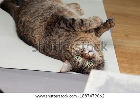 
A cute cat lies on its back on the floor. Upside down