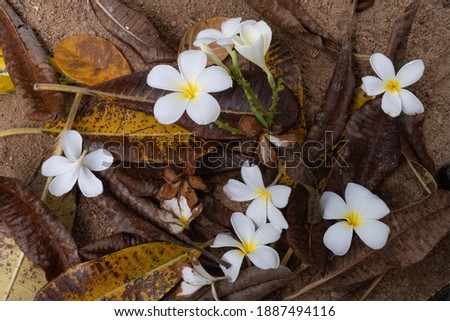 Plumeria with dry leaves background.