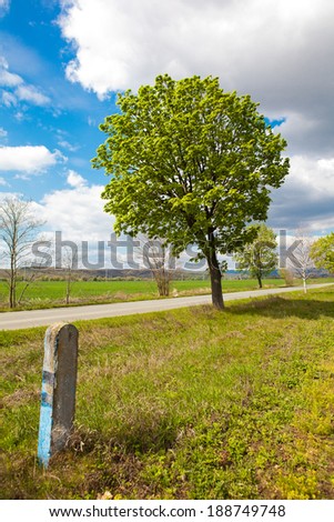 Spring tree with fresh green leaves