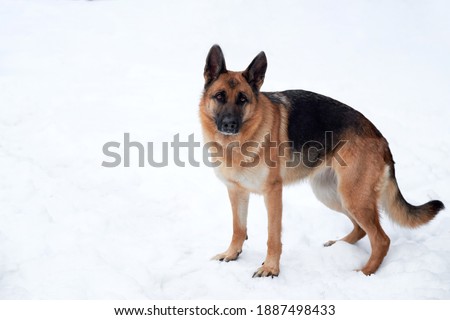 German Shepherd black and red color stands beautifully in pure white snow in winter. Charming purebred dog on walk in winter snow-covered park.