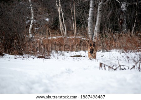 German Shepherd black and red color on walk in winter snow covered forest. Charming purebred dog walks through snowdrifts and breathes fresh air in park.