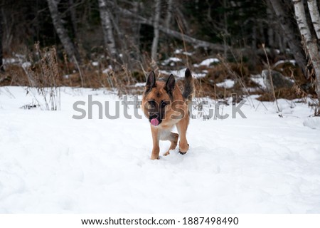 German Shepherd black and red color on walk in winter snow covered forest. Charming purebred dog walks through snowdrifts and breathes fresh air in park.