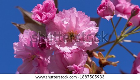 Cover spring tree with sakura pink flowers. Springtime  background  with pink blossom. Beautiful nature scene with blooming sakura tree. Eco-friendly landscape. Concept of spring. Shallow depth of fie