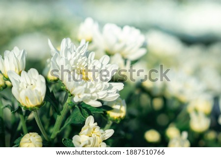 The picture of white chrysanthemum in the moment, the orange sunshine, romantic atmosphere.
