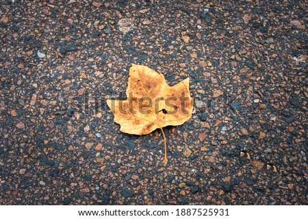 A yellow winter leaf on tarmac. Photo from Lomma Beach, Scania county, Sweden