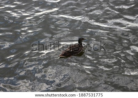 
Wild duck swims in the dark water of the lake