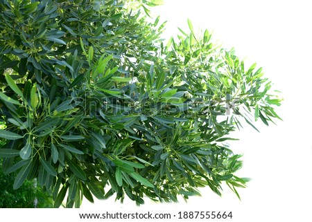 Green leaf bushes isolate on white background