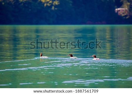 Small ducks on the lake