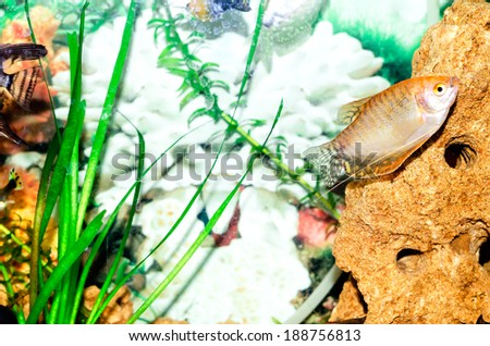 small fish in an aquarium